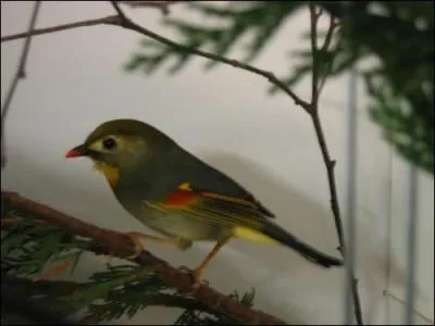 Complétez la phrase avec les mots les plus appropriés. Le rossignol est le seul oiseau dont les ----- et les ---- puissent se comparer au ----- d'une voix humaine.