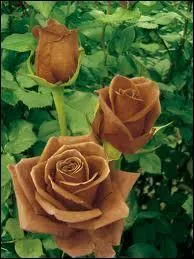 Quelle est cette couleur ?