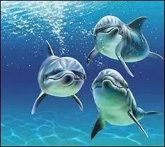 Quel est le plus connu des dauphins ?