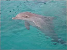 Combien de temps un dauphin peut-il rester sous l'eau sans respirer ?