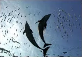 Comment les dauphins mangent-ils les poissons ?