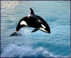 Combien de dents possde une orque ?