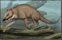 Comment s'appelle le tout premier anctre du dauphin ?