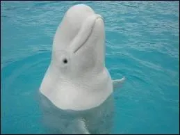 Comment appelle-t-on les blougas ?