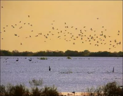 Le voyage ne s'arrte pas l ! Passons maintenant au parc national des oiseaux du _______ au ________ :