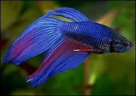  quel film vous fait penser cette image ?