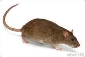  quel film vous fait penser cette image ?