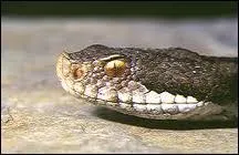  quel film vous fait penser cette image ?