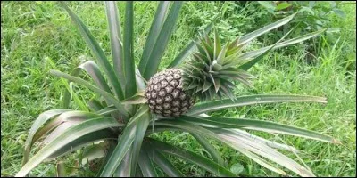 L'ananas est un arbre.
