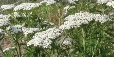 Quelle fleur est une Achillée ?