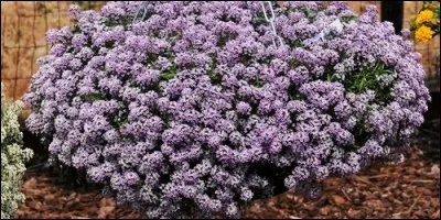 Où trouve-t-on principalement l'alysse ?