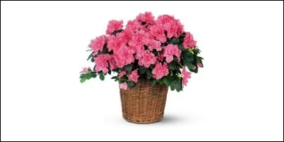 Quelle fleur appartient à la famille des Éricacées ?