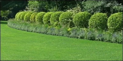 En botanique, lequel de ces mots correspond à la définition suivante : "Désigne une plante ligneuse d'une taille inférieure à 8 m et à tronc marqué" ?