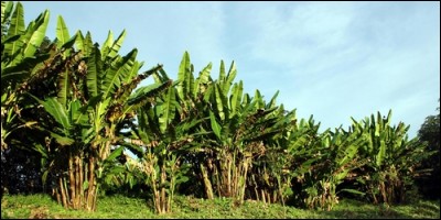 L'abaca est originaire des Philippines. Quel arbre est-ce ?