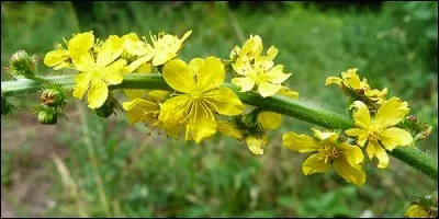 Quel est le fruit de l'aigremoine ?