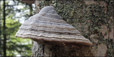 Comment s'appelle ce champignon parasite qui s'inscruste dans les arbres faibles ou blessés ?