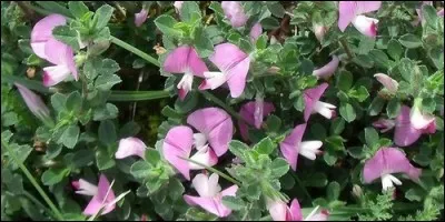 Quel est l'autre nom de la bugrane ?