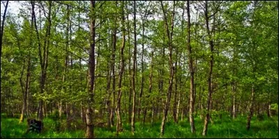 Que trouve-t-on dans une aulnaie ?