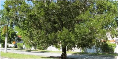 Lequel de ces bois appartient à la famille des Méliacées ?