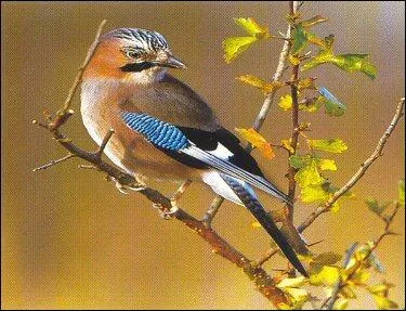 Le ... des chnes est un bel oiseau, une sorte de gardien de la fort.