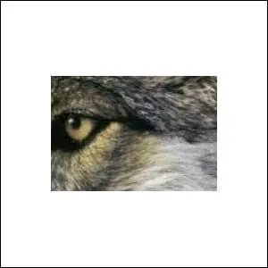 A qui appartient cet oeil ?