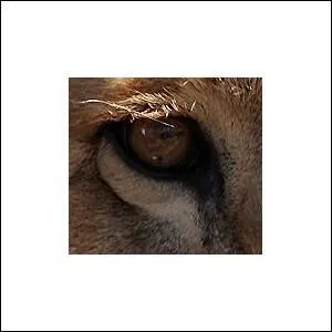 A qui appartient cet oeil ?