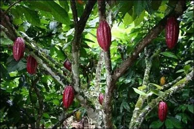 L'arbre  chocolat mesure de 10  15 mtres de haut, il commence  fleurir au bout de trois ans, et poursuit sa production au cours de l'anne. Il nous offre prs de 150 fruits par an, de plus, il a la capacit de vivre jusqu' 40 ans.