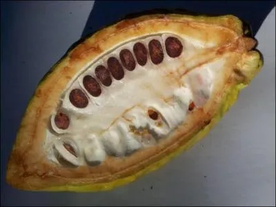 Ce fruit contient une quarantaine de graines regroupes en pis, couvertes d'une pulpe blanchtre et glatineuse, lgrement sucres et acidules. Comment s'appellent ces graines ?