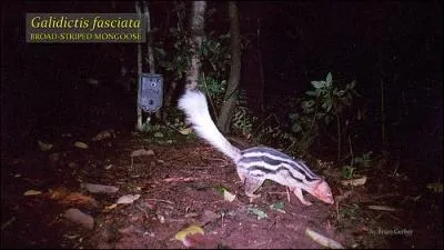 Quel est cet animal de l'est de Madagascar ?