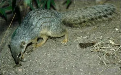 Quel est cet euplrid, le plus petit de la famille ?