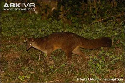 Quel est cet animal, au pelage sombre et uni ?