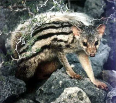 Quel est cet animal, se nourrissant de petites proies ?