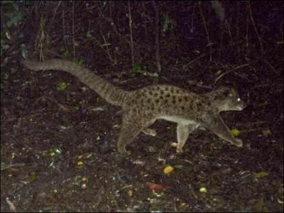 Quel est cet animal, le seul de son genre ?