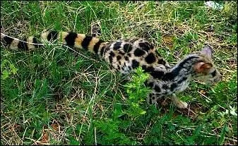 Quel est ce gros linsang (jusqu' 2kg) ?