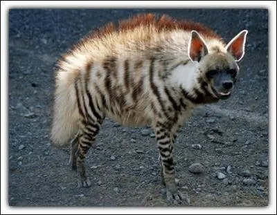 Quelle est cette hyne qui a une grande aire de rpartition ?