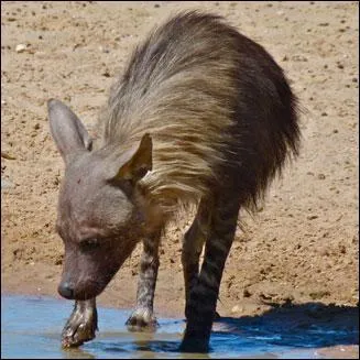 Quel est le nom commun de parahyaena brunnea ?