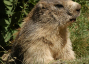 Quiz Les marmottes