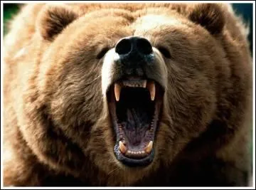 Quel est cet ours, amricain et europen ?