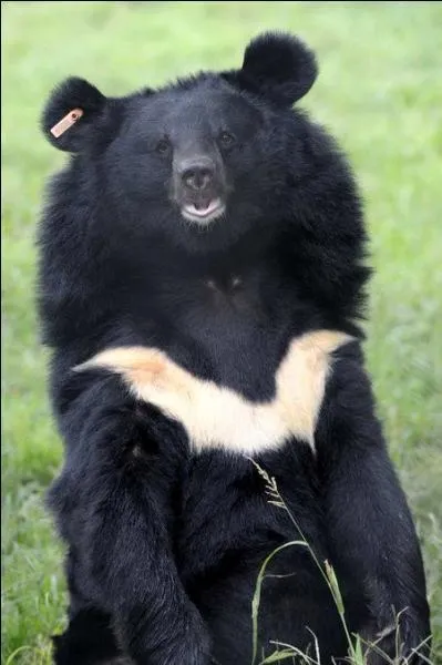 Quel est cet ours asiatique ?