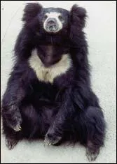 Quel est cet autre ours asiatique ?