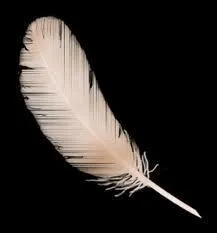 Le chat mange-t-il des oiseaux ?