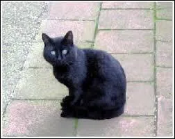 Quels chats sont censs porter malheur ?