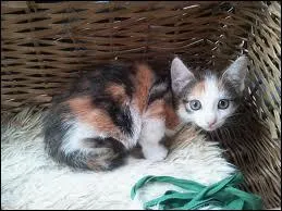 Comment s'appelle cette couleur de pelage ?