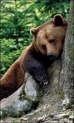 En Alaska, il est lgal de tuer les ours, mais il est illgal de les rveiller pour ...