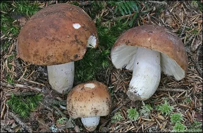 Cette russule porte le nom d'un mustélidé. Lequel ?