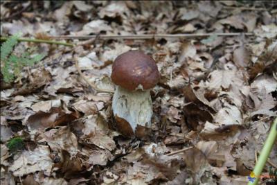 Quel est ce petit bouchon de champignon parmi les plus célèbres dont la chair, blanche et épaisse, ne change pas de couleur à la cassure ?