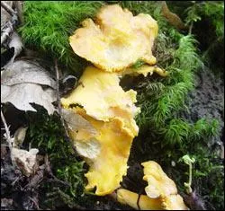 Pour des omelettes raffinées ou cuisinées en cocotte avec une petite caille farcie de foie gras.