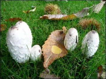 Ce champignon doit être consommé jeune et préparé rapidement après la cueillette car il est fragile.