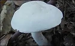 Le chapeau a un aspect soyeux qui permet de ne pas le confondre avec tous les autres de sa famille. La chair est ferme, blanche, dégageant une légère odeur farineuse, de saveur douce.