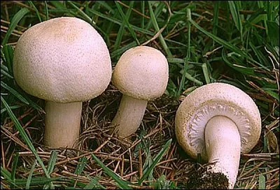 Quel nom portent ces bons champignons pouvant être consommés crus ?